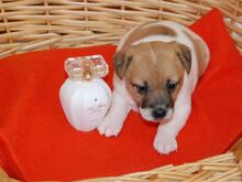 Jack Russel Terrier