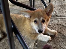 Pembroke Welsh Corgi