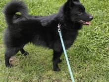 Schipperke - Schipperke
