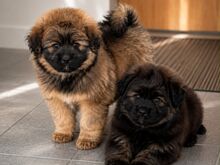 Pomopoo
