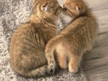 Scottish Straight - Scottish Fold