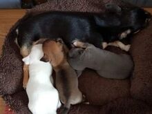 Chihuahua kutsikad