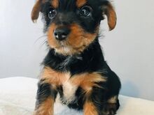 Yorkshire'i terjeri kutsikad
