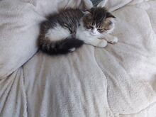 Котенок скотиш