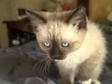 Isane kassipoeg Ragdoll