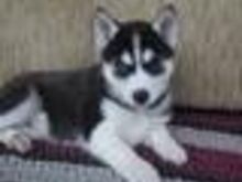 Siberi husky kutsikad