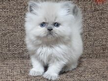 Персидские котята