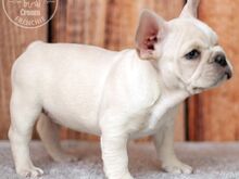 AKC prantsuse buldogi kutsikad