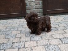 Shih Tzu kutsikad