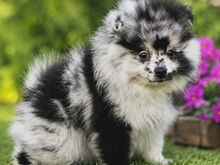 Pomeranian Spits