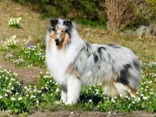 Collie pikakarvalised kutsikad