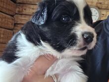 Border Collie Kustikad päris kodu otsingul