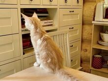 Maine Coon tõugu kassipojad