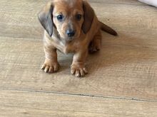 Gorgeous miniature dachshund