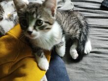 Kassipojad