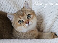 Британский котёнок