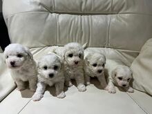 Bichon Frise