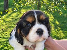 Cavalier King Charles spanjeli kutsikad!