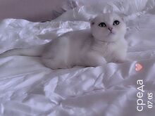 Scottish fold