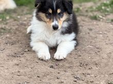 Щенки длинношерстного колли