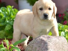 Labradori retriiver