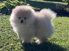 Pomeranian spits