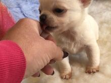 Chihuahua kutsikad