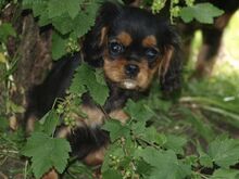 Cavalier King Charles kutsikad