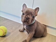 Super adorable French bulldog Puppies ready