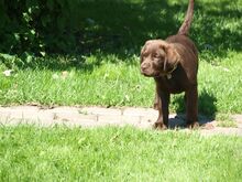 Müüa isane labrador-retriiver