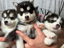 Pomsky