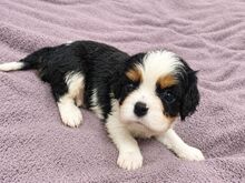 Cavalier King Charles spanjeli kutsikad!