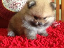 Pomeranian kutsikad