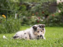 Collie (pikakarvaline)
