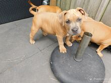 Ameerika buldog.