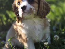 Cavalier King Charles kutsikas