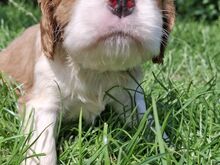 Cavalier King Charles spanjeli kutsikad!