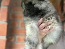 Keeshond