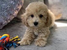 Poochon Kutsikad