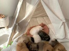 Ilus Kentucky osariigis registreeritud pomeranian,