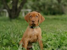Ungari lühikarvalise linnukoera kutsikad (vizsla)