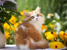 Единственный в ЭСТОНИИ Британский котенок GOLDEN/WHITE