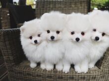 Pomeranian kutsikad