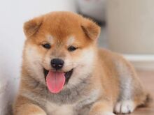 Jaapani shiba inu