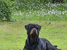 Rottweiler kutsikas