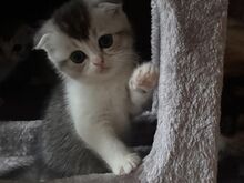 Шотландские вислоухие/прямоухие котята