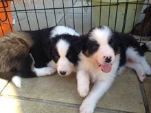 Bordercollie kutsikad
