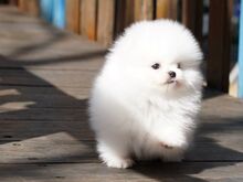 Pomeranian puppies are available