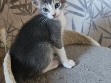 Абиссинские котята