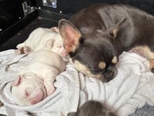 PRANTSUSE BULLDOG